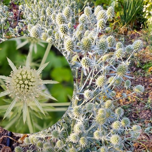 Eryngium planum 'White Glitter' - Lamedalehine ogaputk 'White Glitter' P9/0,55L 